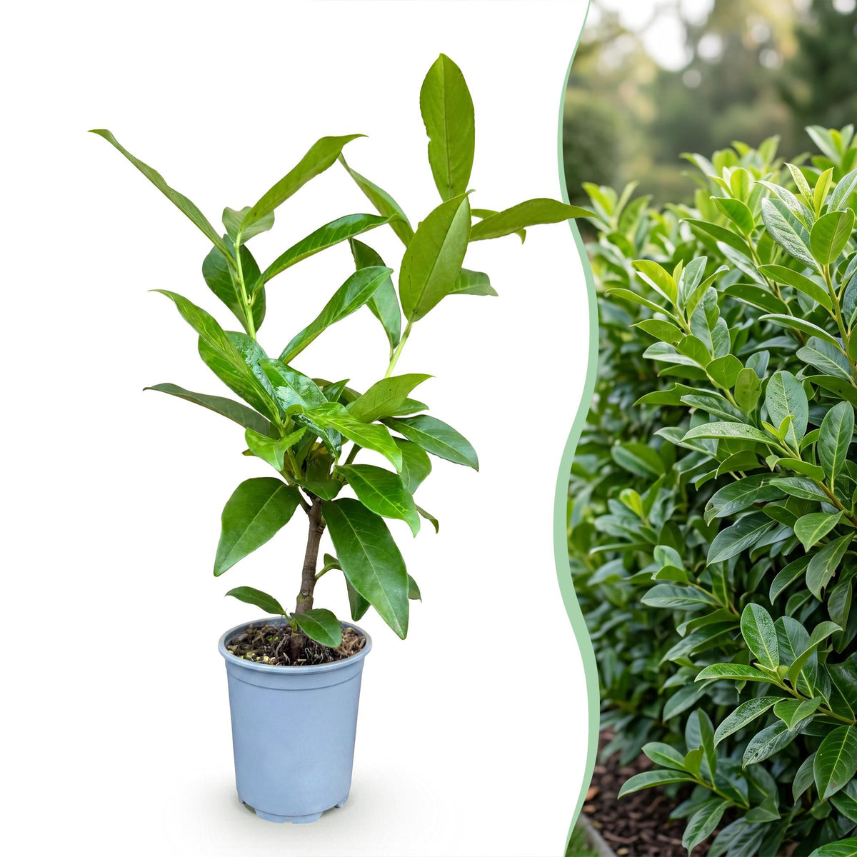 Green boutiQ - 40x Prunus laur. Novita - Laurierkers - Haagplanten - Groenblijvend - Groen - Pot 9cm - Hoogte 25-35cm