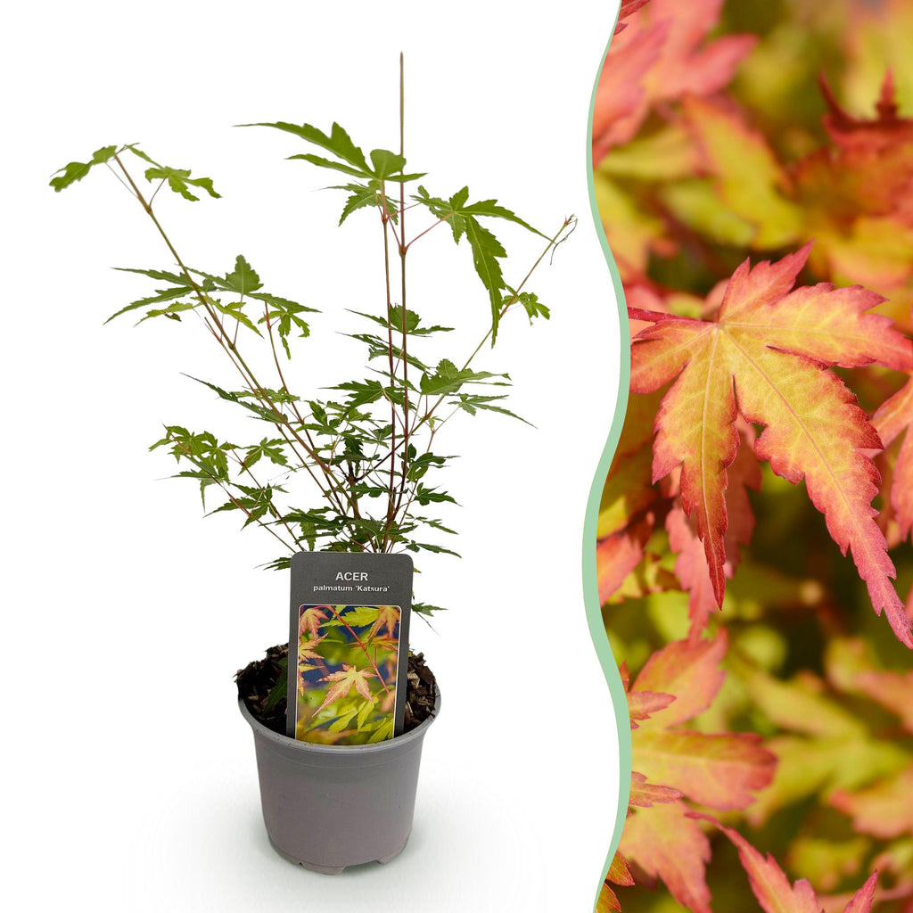 Green boutiQ - Plante de jardin - Acer palmatum Sangokaku - Vert - 1 plante - Caduc - Peu d'entretien - Pot 12cm Hauteur 35cm