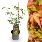 Green boutiQ - Plante de jardin - Acer palmatum Sangokaku - Vert - 1 plante - Caduc - Peu d'entretien - Pot 12cm Hauteur 35cm