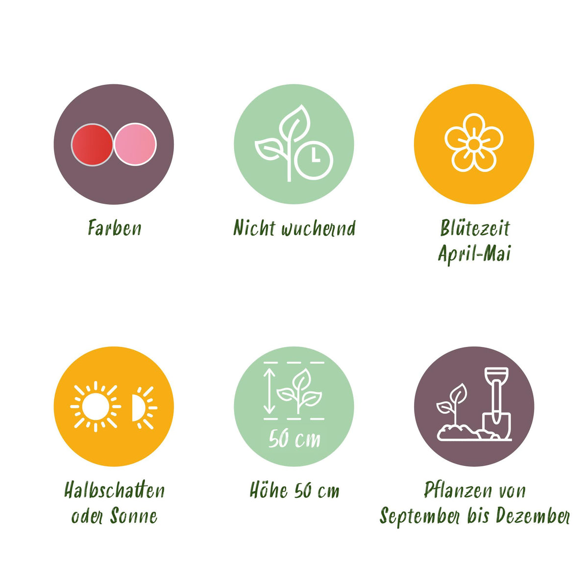 Green boutiQ - Bloembollen - Tulp Pink en Red - Kleur Roze en Rood - 40 stuks - Bolmaat 10/12