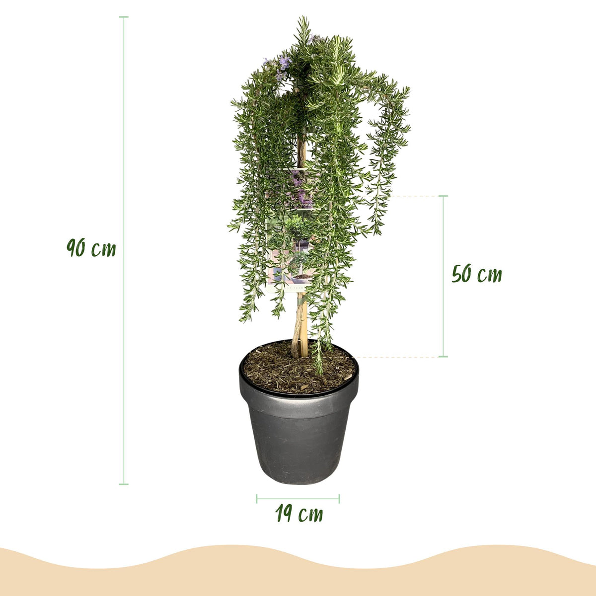 Green boutiQ - Hochstamm-Pflanze - Rosmarinus officinalis Prostratus - Terrassenpflanze - Immergrün - Winterhart - Violette Blüte - Topf 19 cm Höhe 90 cm