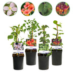Green boutiQ - Plantes grimpantes Rainbow - Clematis montana Rubens, Hedera helix, Lonicera Goldflame, Campsis madame Galen - Couleur toute l'année - 4 plantes - Pot 11cm Hauteur 40cm