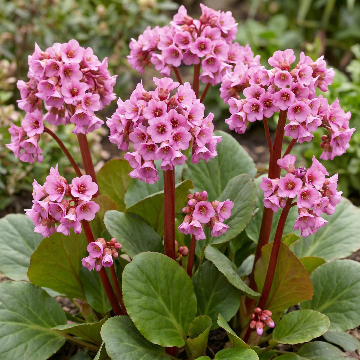 Green boutiQ - Plante vivace - Bergenia cordifolia - Plante des savetiers - Ombre - Rose - 1 Plante - Pot 11cm - Hauteur 15-25cm