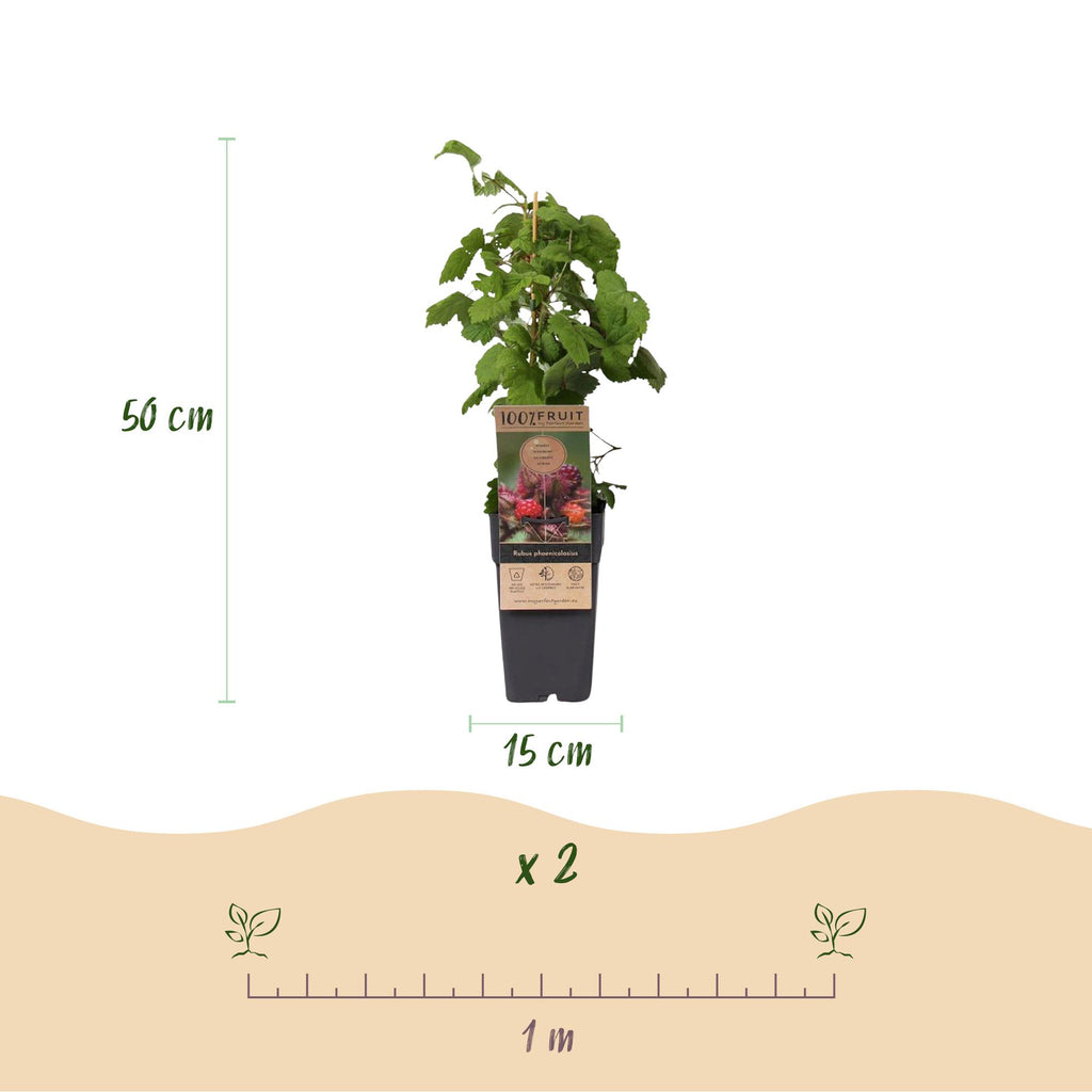 Green boutiQ - Plante fruitière - Rubus phoenicolasius - Framboisier du Japon - Rustique - Framboise rouge vif - 2 plantes - Pot 15cm - Hauteur 50cm