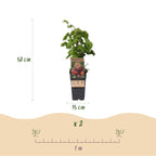 Green boutiQ - Plante fruitière - Rubus phoenicolasius - Framboisier du Japon - Rustique - Framboise rouge vif - 2 plantes - Pot 15cm - Hauteur 50cm