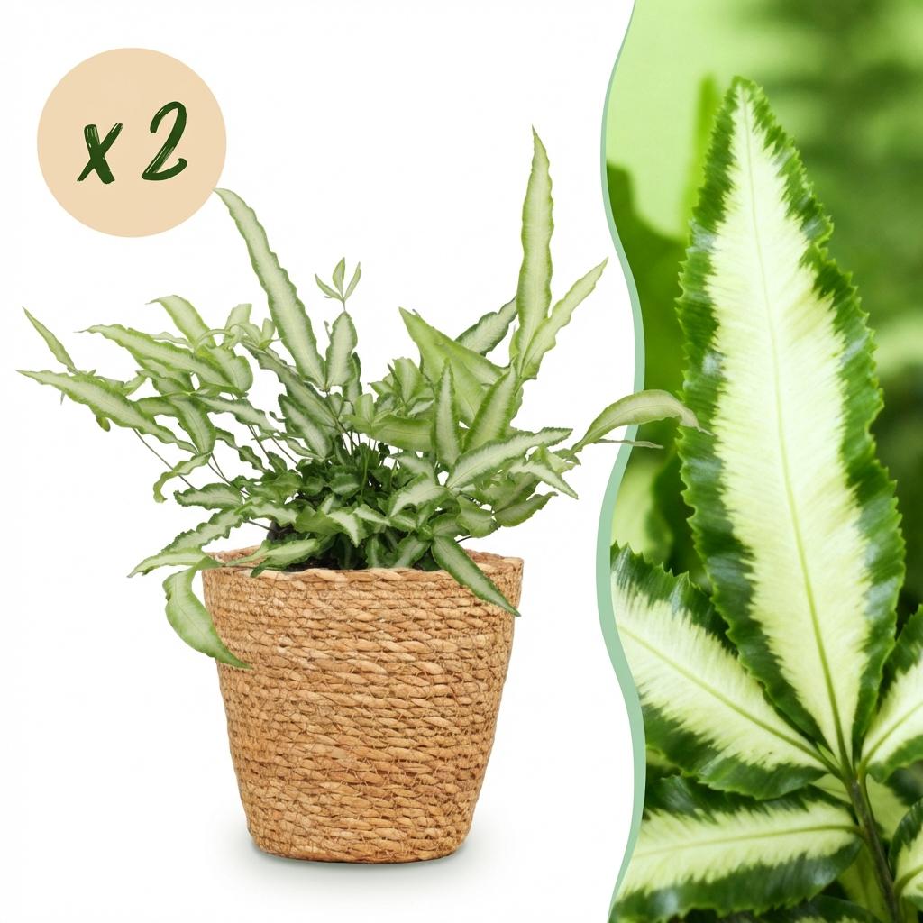 Green boutiQ - Zimmerpflanze - Pteris cretica Albolineata - Flügelfarn - Haustierfreundliche Pflanze - Grün - 2 Pflanzen - mit Korb - Topf 12cm - Höhe 20cm