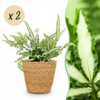 Green boutiQ - Zimmerpflanze - Pteris cretica Albolineata - Flügelfarn - Haustierfreundliche Pflanze - Grün - 2 Pflanzen - mit Korb - Topf 12cm - Höhe 20cm