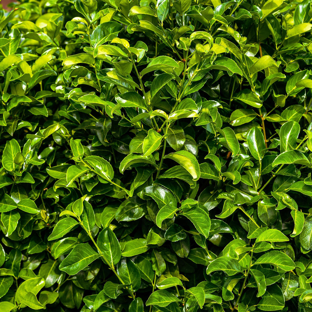 Green boutiQ - Heckenpflanzen - Prunus laurocerasus Rotundifolia - Blatt grün - 6 Pflanzen - 1 laufender Meter - immergrün - Topf 17cm Höhe 50cm