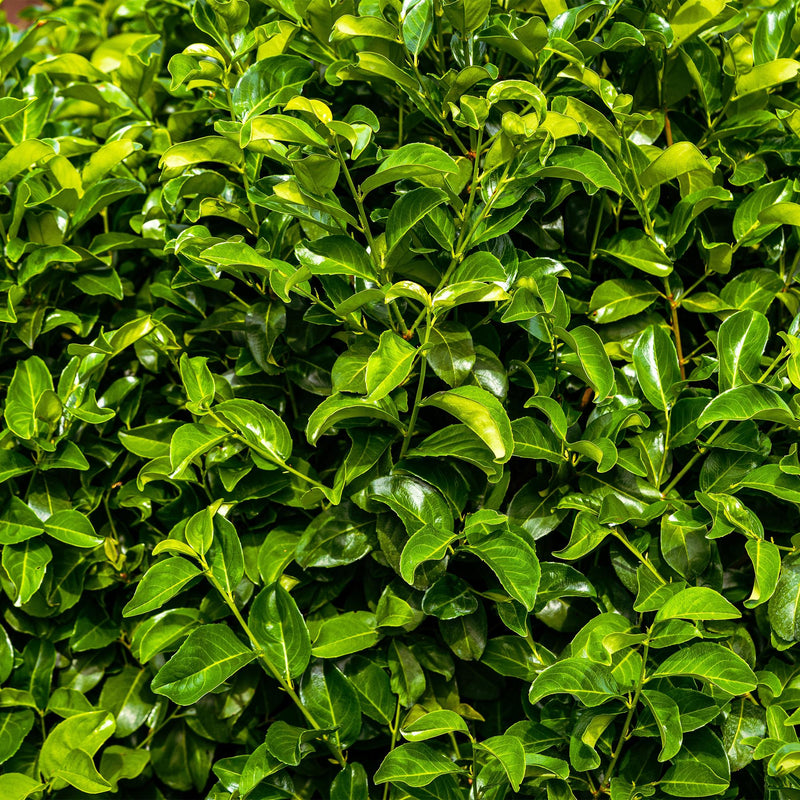 Green boutiQ - Haagplanten - Prunus laurocerasus Rotundifolia - blad groen - 6 planten - 1 strekkende meter - groenblijvend - pot 17cm hoogte 50cm