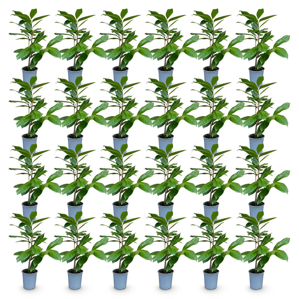 Green boutiQ - 24x Prunus laur. Rotundifolia - Laurier-cerise - Plantes de haie - Persistant - Vert - Pot 9cm - Hauteur 25-35cm