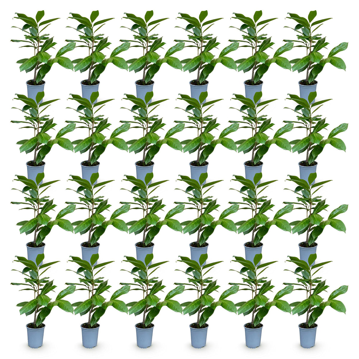 Green boutiQ - 24x Prunus laur. Rotundifolia - Laurierkers - Haagplanten - Groenblijvend - Groen - Pot 9cm - Hoogte 25-35cm