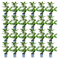 Green boutiQ - 24x Prunus laur. Rotundifolia - Laurierkers - Haagplanten - Groenblijvend - Groen - Pot 9cm - Hoogte 25-35cm