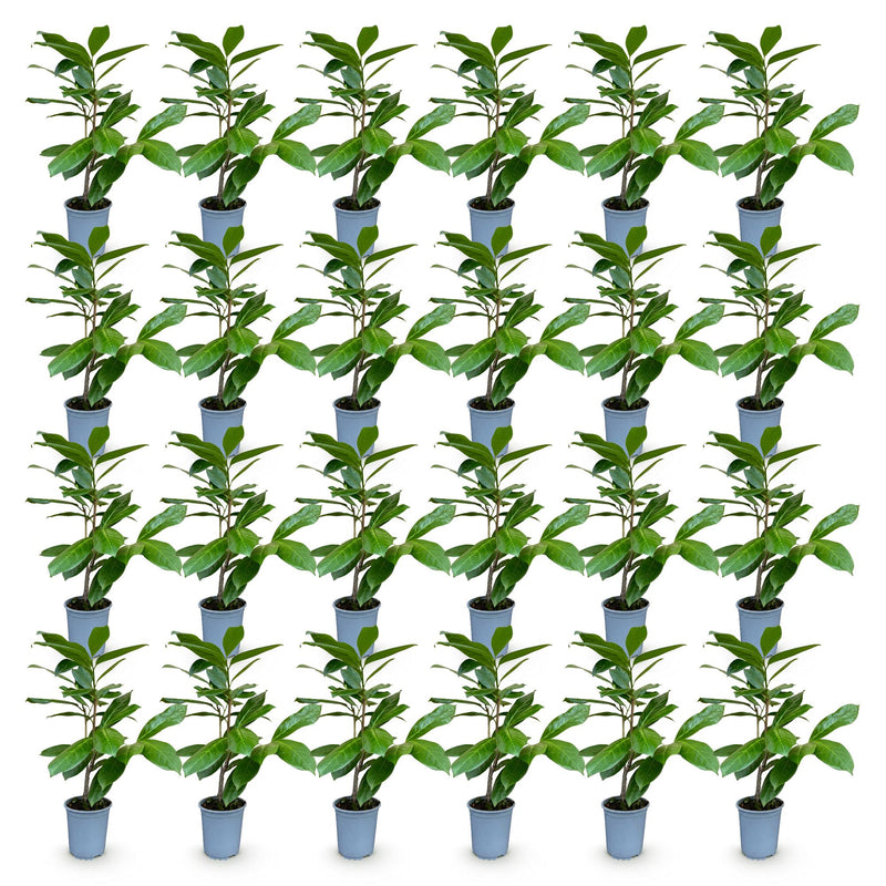 Green boutiQ - 24x Prunus laur. Rotundifolia - Laurierkers - Haagplanten - Groenblijvend - Groen - Pot 9cm - Hoogte 25-35cm