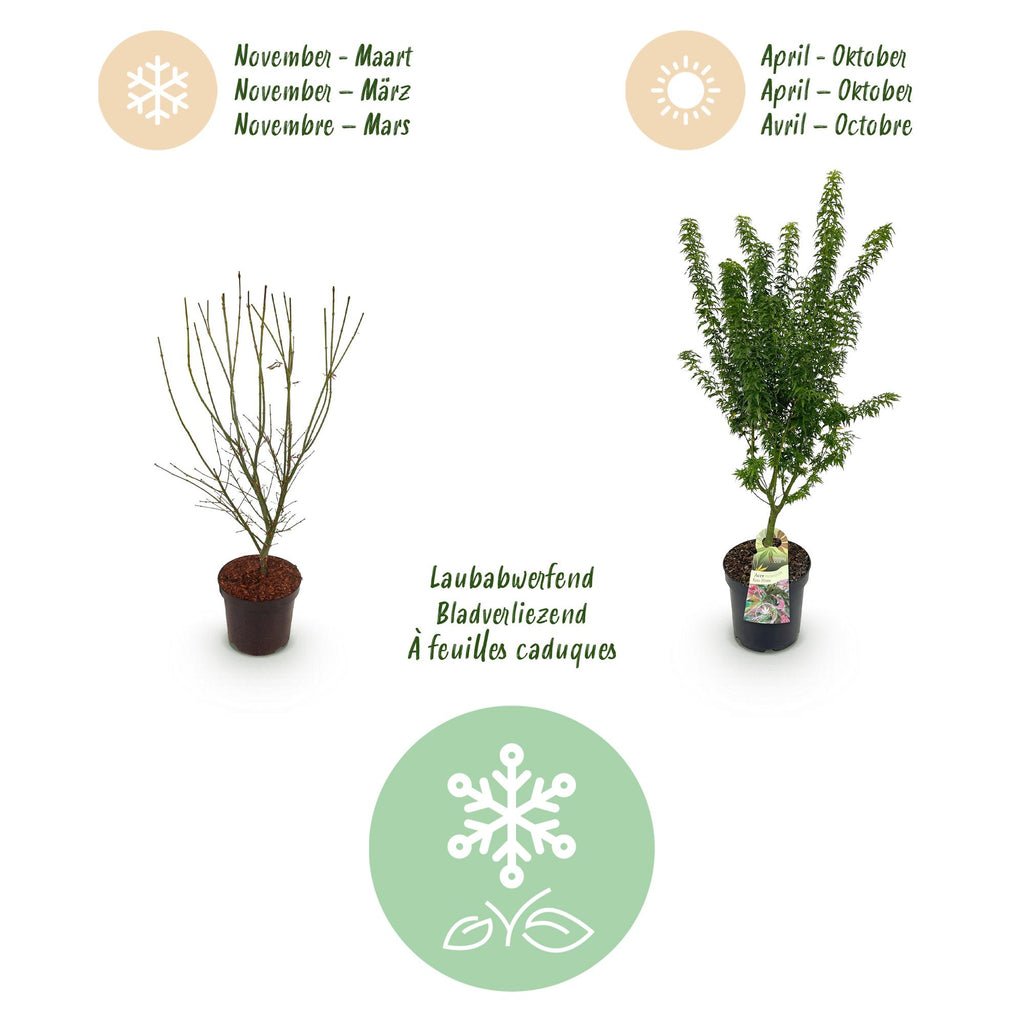 Green boutiQ - Plante de jardin - Acer palmatum Koto Hime - Érable du Japon - Caduc - Vert - 1 - Pot 26 cm - Hauteur 90 cm