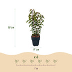 Green boutiQ - Heckenpflanzen - Prunus lusitanica Angustifolia - Blatt grün - 6 Pflanzen - 1 laufender Meter - immergrün - Topf 17 cm Höhe 50 cm