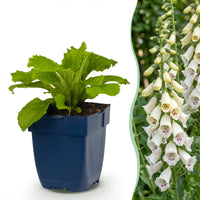 Green boutiQ - Vasteplant - Digitalis purp. Dalmatian White - Vingerhoedskruid - Schaduw - Wit - 24 Planten - Pot 11cm - Hoogte 15-25cm
