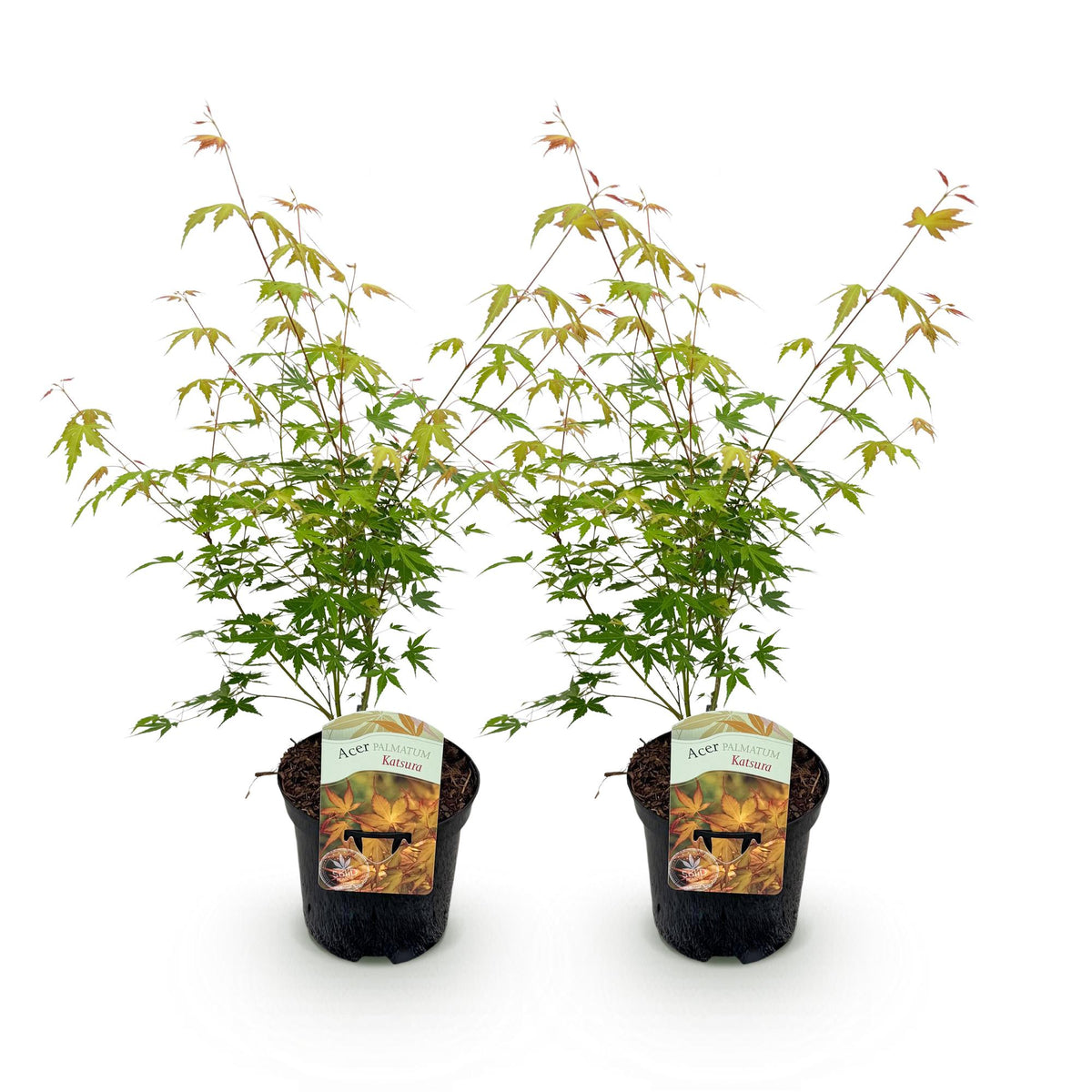 Green boutiQ - Plante de terrasse - Érable du Japon - Acer palmatum Katsura - Orange - 2 plantes - Caduc - Pot 19 cm Hauteur 70 cm
