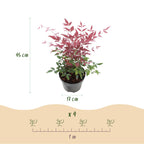 Green boutiQ - Gartenpflanze - Nandina Obsessed - Rot - 2 Pflanzen - Immergrün - Pflegeleicht - Topf 17cm Höhe 45cm