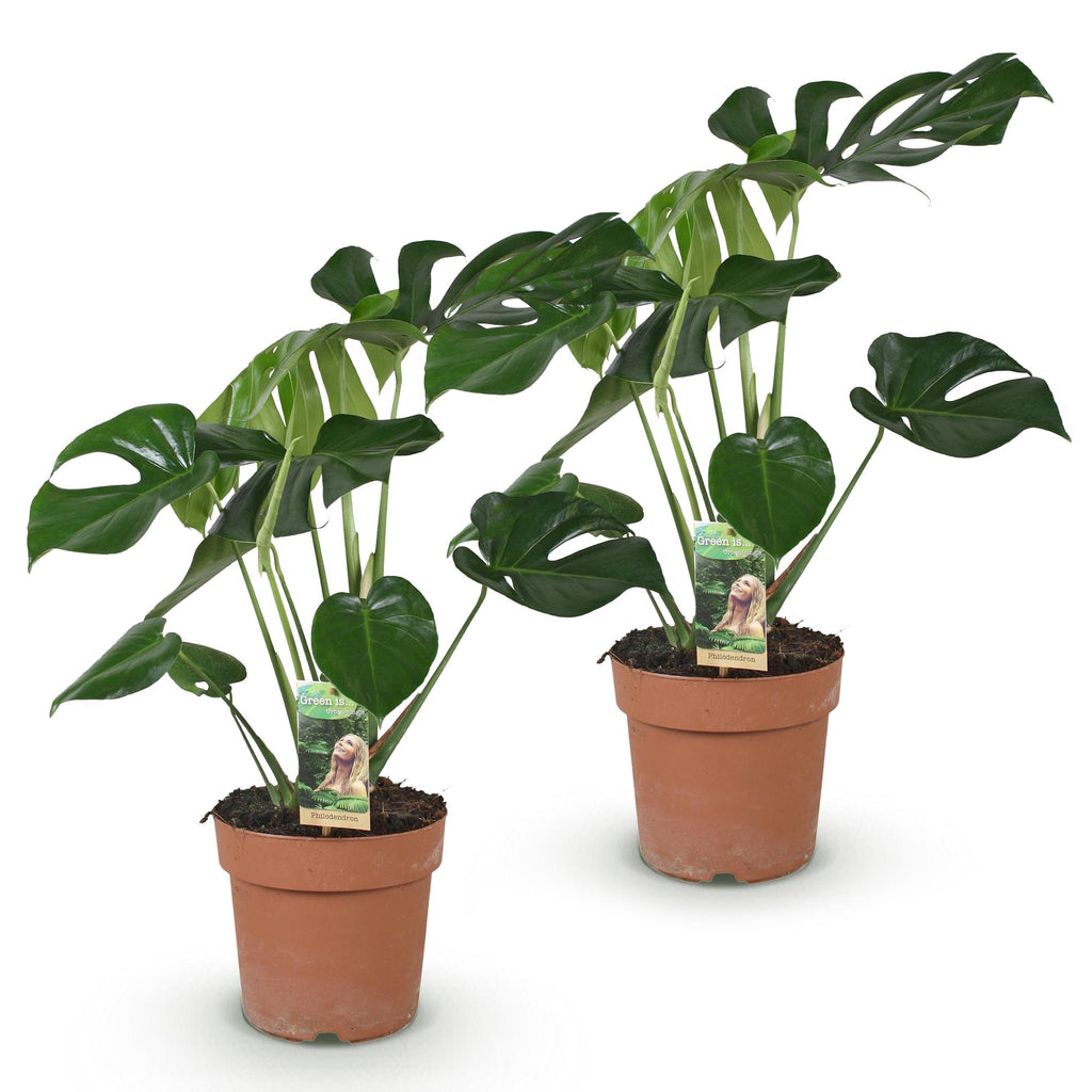 Green BoutiQ - Green is... Plantes d'intérieur - Monstera Deliciosa - Plante à trous - Peu d'entretien - Vert - 2 Plantes - Pot 17cm - Hauteur 50-55cm