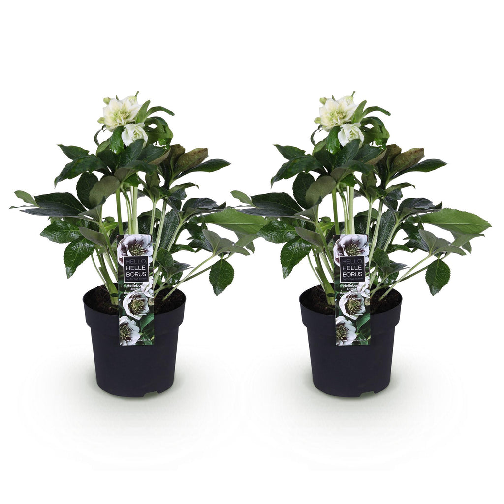 Green boutiQ - Plante de jardin - Rose de Carême - Helleborus orientalis Double Ellen White - Fleur Blanche - 2 Plantes - Persistantes - Pot 14cm Hauteur 35cm
