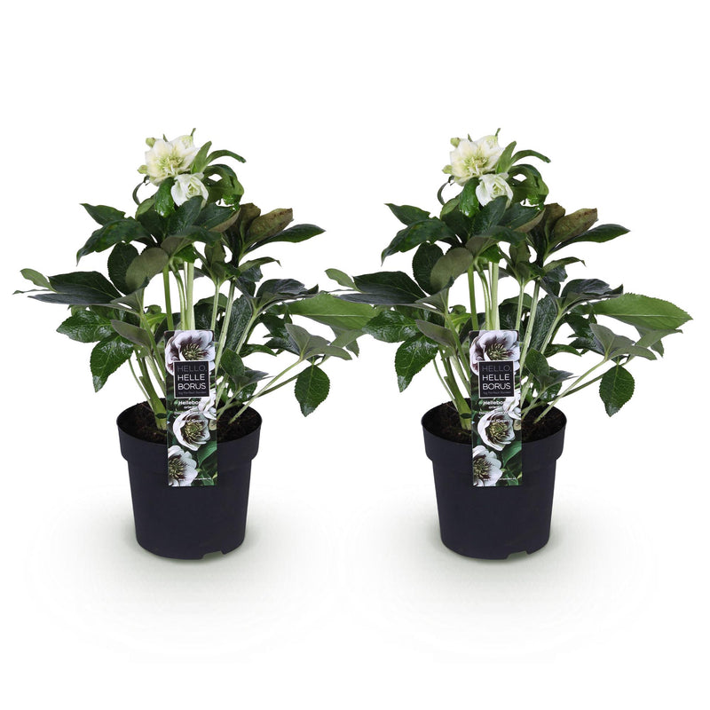 Green boutiQ - Tuinplant - Lenten Rose - Helleborus orientalis Double Ellen White - Witte Bloem -2 Planten - Groenblijvend - Pot 14cm Hoogte 35cm