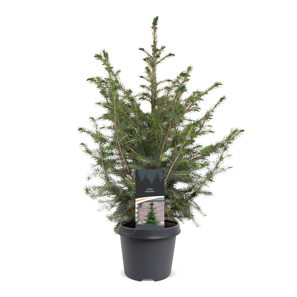 Picea omorika - Serbian Spruce - Green - Christmas tree - Ø23cm - ↕70cm