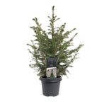 Picea omorika - Serbian Spruce - Green - Christmas tree - Ø23cm - ↕70cm