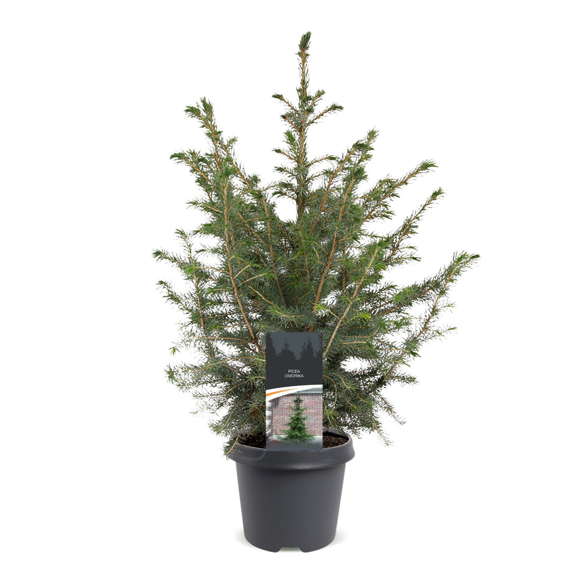 Picea omorika - Serbian Spruce - Green - Christmas tree - Ø23cm - ↕70cm