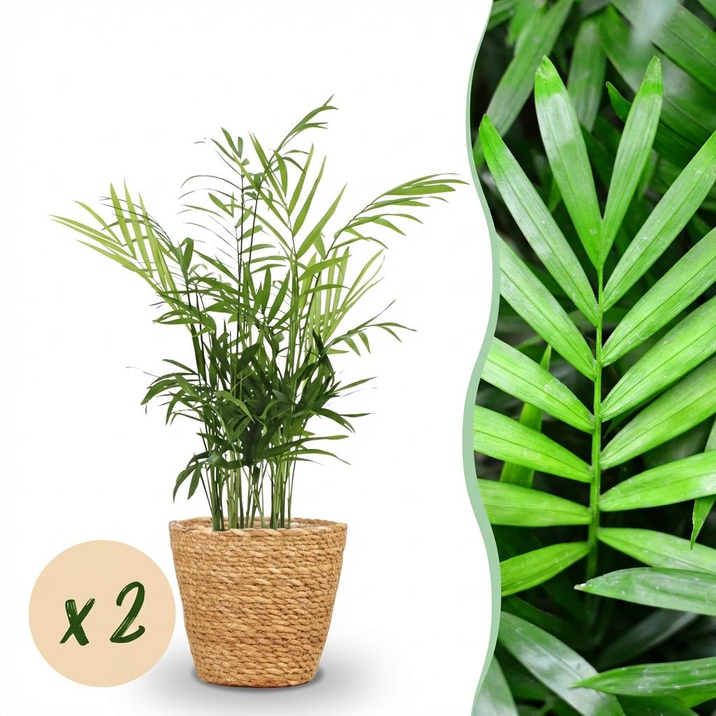 Green boutiQ - Zimmerpflanze - Chamaedorea elegans - Bergpalme - Haustierfreundliche Pflanze - Grün - 2 Pflanzen - mit Korb - Topf 12cm - Höhe 15cm