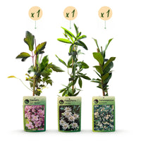 3x Klimplaten Tricolor Colourfull - Tricolor climbing plant - Light Pink - White - Purple - Climber - Ø9cm - ↕35cm