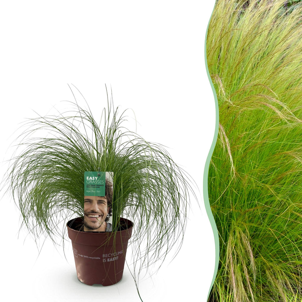 Green boutiQ - Graminées ornementales - Stipa tenuifolia Pony Tails - Vert - 1 Plante - Persistante - Rustique - Pot 17cm Hauteur 50cm