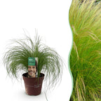 Green boutiQ - Graminées ornementales - Stipa tenuifolia Pony Tails - Vert - 1 Plante - Persistante - Rustique - Pot 17cm Hauteur 50cm
