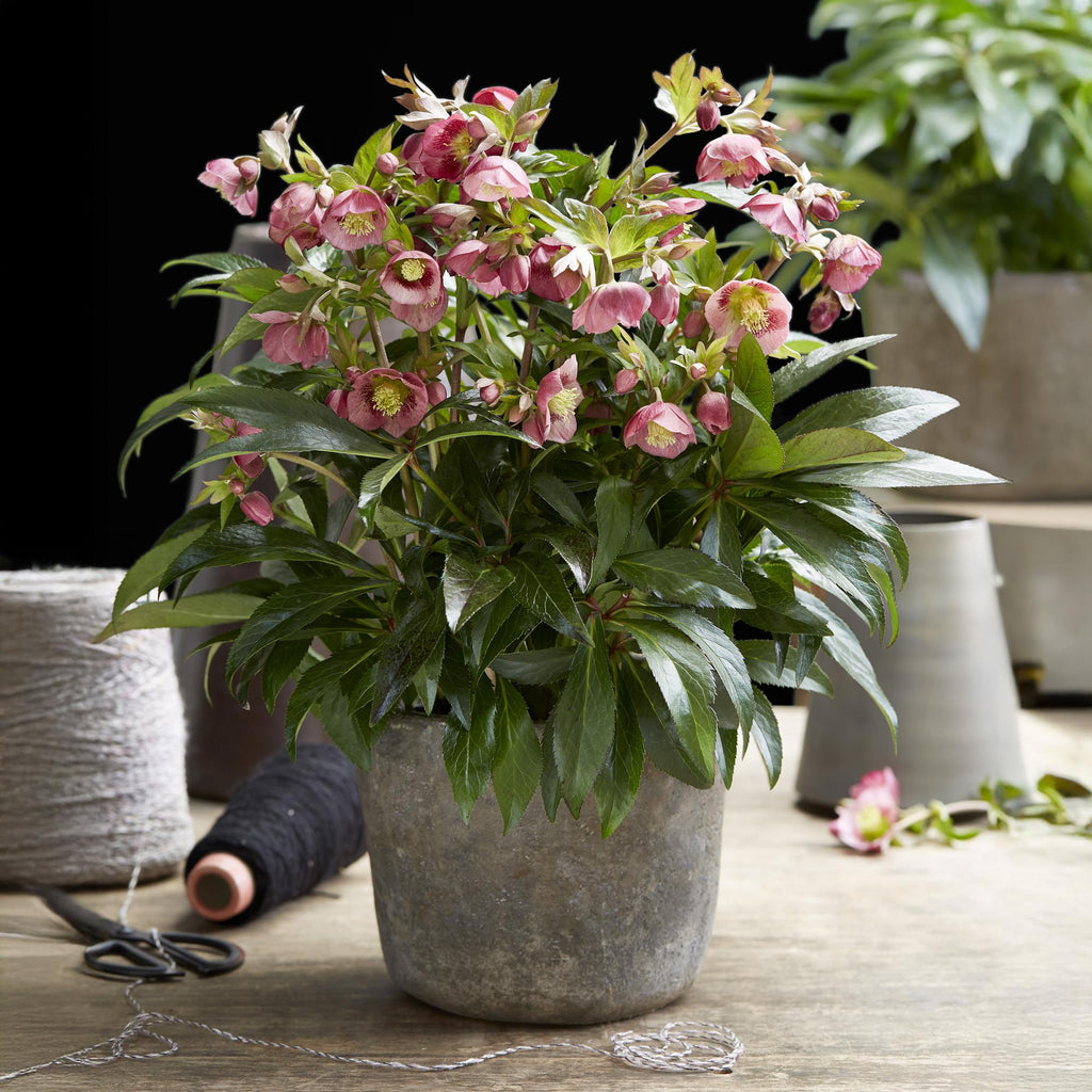Green boutiQ - Plante de jardin - Rose de Carême - Hellébore Dacaya - Fleur rose - Persistant - Pot 19cm Hauteur 50cm