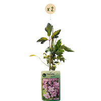2x Clematis mont. 'Mayleen' - Mountain clematis - Light Pink - Climber - Ø9cm - ↕35cm