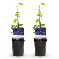 Green boutiQ - Klimplant - Clematis Jackmanii - Bloem Blauw - Weinig onderhoud -2 planten -  Pot 11cm Hoogte 40cm