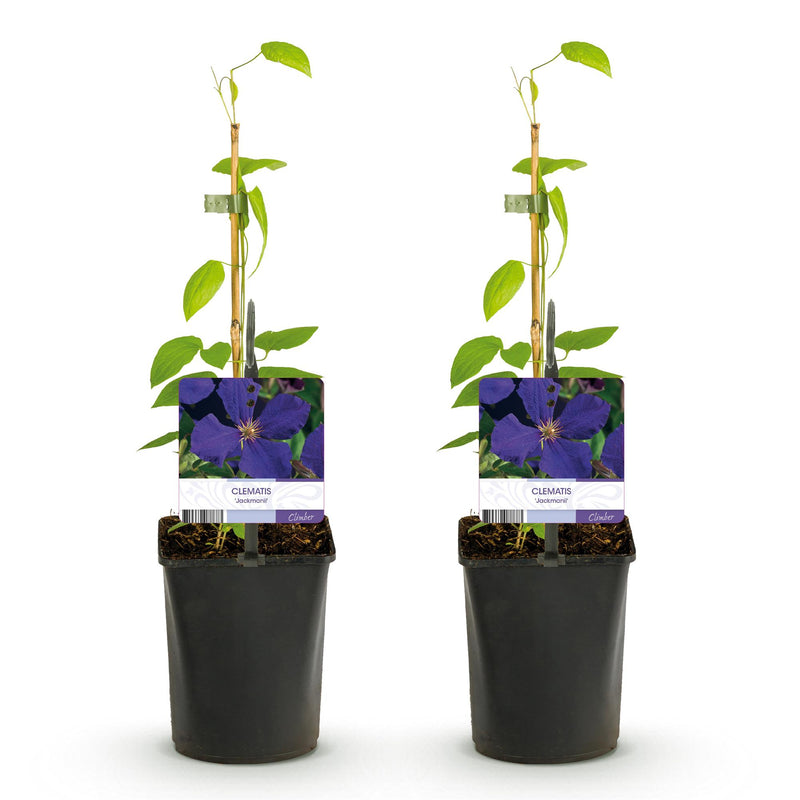 Green boutiQ - Klimplant - Clematis Jackmanii - Bloem Blauw - Weinig onderhoud -2 planten -  Pot 11cm Hoogte 40cm