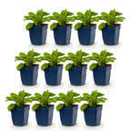 Green boutiQ - Stauden - Digitalis Tricolour - Fingerhut - Schatten - Rosa - Lila - Weiß - 12 Pflanzen - Topf 11cm - Höhe 15-25cm