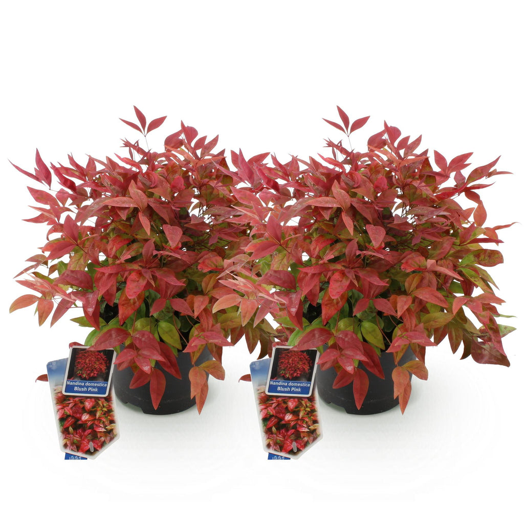 Green boutiQ - Plante de jardin - Nandina Blush Pink - Rose foncé - 2 plantes - Persistant - Peu d'entretien - Pot 17cm Hauteur 40cm