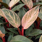 Philodendron Pink Bikini - Philodendron Pink Bikini - Green - Pink - Tropical - Ø6cm - ↕10cm