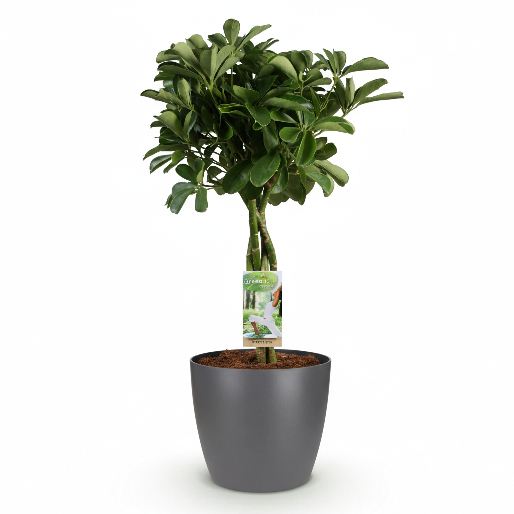 Green boutiQ - Plante d'intérieur - Plante ombrelle - Schefflera Nora - Vert - Peu d'entretien - 1 plante - avec pot gris - Pot 21cm - Hauteur 70 - 80cm