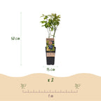 Green boutiQ - Fruchtpflanze - Vaccinium corymbosum Patriot - Heidelbeere - Winterhart - Blaubeere - 2 Pflanzen - Topf 15cm - Höhe 50cm