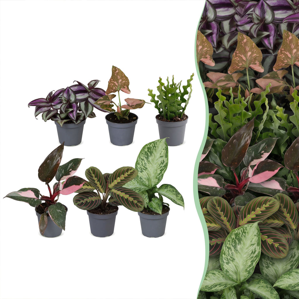 6x Baby Plants Surprise Box - Baby Plants Surprise Box - Various colours - Tropical - Ø6cm - ↕5-15cm