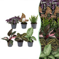 6x Baby Plants Surprise Box - Baby Plants Surprise Box - Various colours - Tropical - Ø6cm - ↕5-15cm