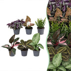 6x Baby Plants Surprise Box - Baby Plants Surprise Box - Various colours - Tropical - Ø6cm - ↕5-15cm