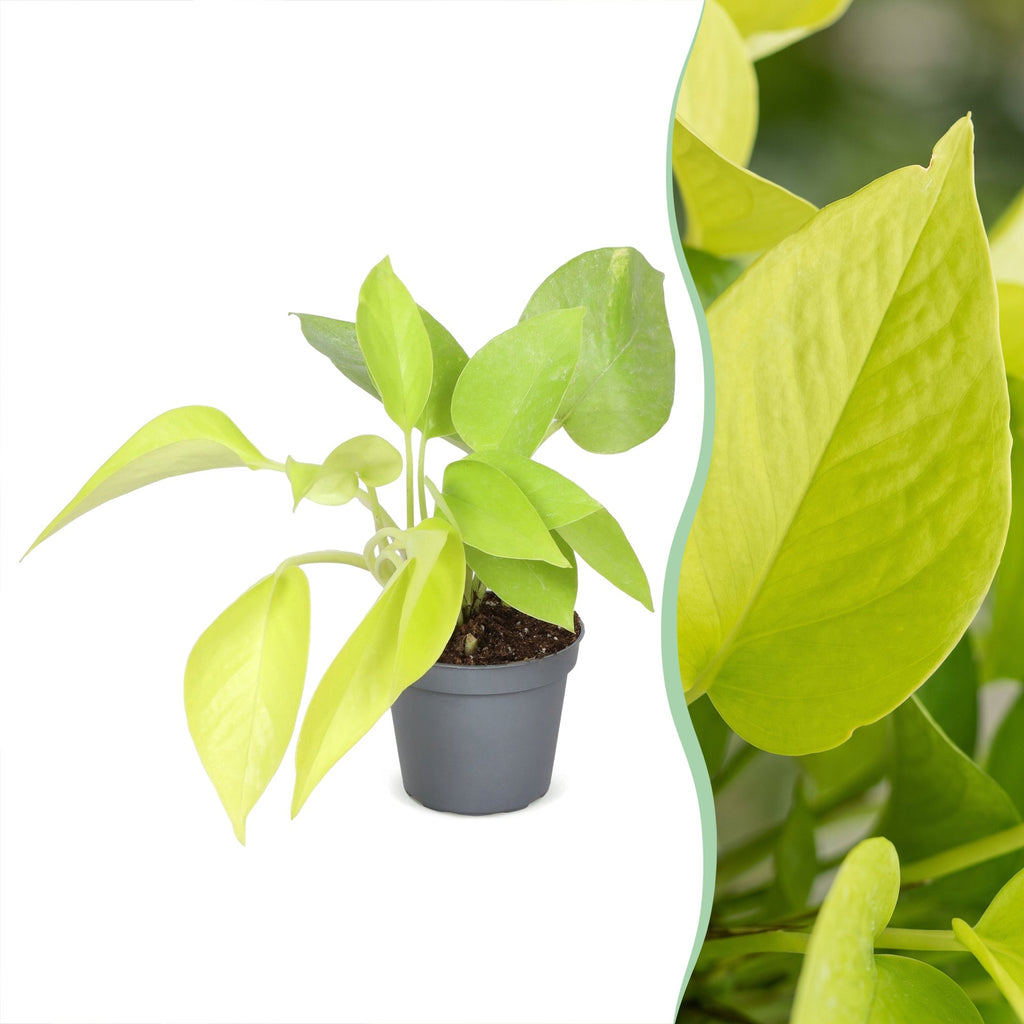 Philodendron Neon - Neon Philodendron - Yellow - Tropical - Ø6cm - ↕15cm