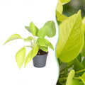 Philodendron Neon - Neon Philodendron - Yellow - Tropical - Ø6cm - ↕15cm