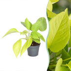 Philodendron Neon - Neon Philodendron - Yellow - Tropical - Ø6cm - ↕15cm