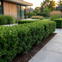 Green boutiQ - 24x Ilex crenata Stokes - Japanse Hulst - Haagplanten - Groenblijvend - Groen - Pot 9cm - Hoogte 20-30cm