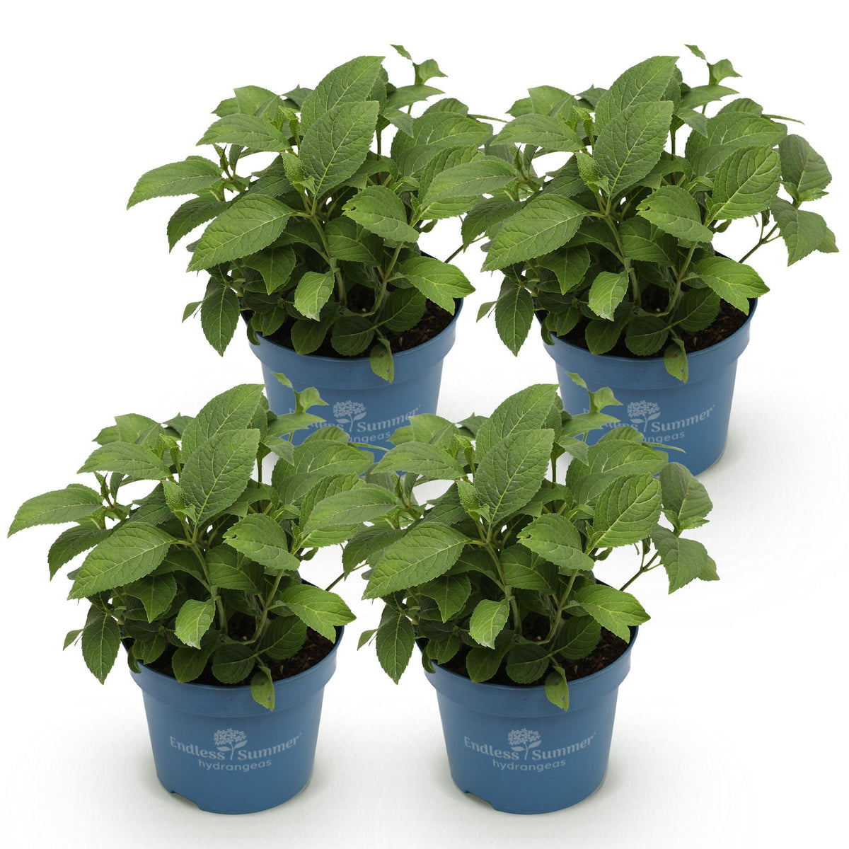 Green boutiQ - Plante de jardin - Hydrangea Endless Summer The Bride - Hortensia - Rustique - Blanc - 4 plantes - Pot 14 cm - Hauteur 20-25 cm