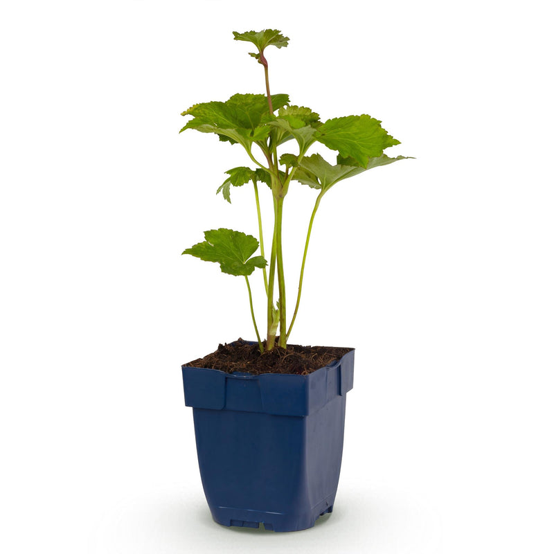 Green boutiQ - Vasteplant - Anemone hybr. Kön. Charlotte - Herfst Anemoon - Schaduw - Roze - 1 Plant - Pot 11cm - Hoogte 15-25cm